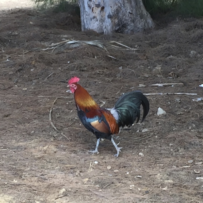 Kauai, chicken, rooster