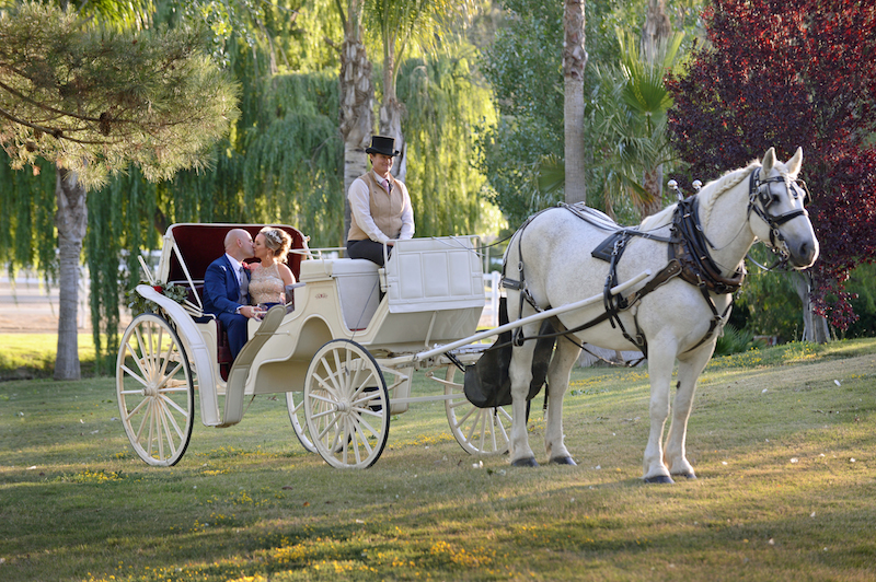 horse drawn Carriage, bride and groom