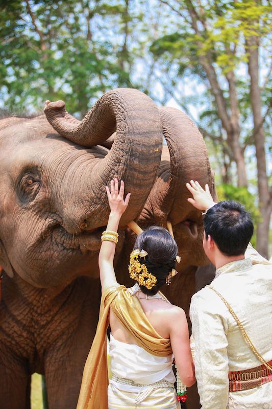 Elephant, bride and groom, Thailand