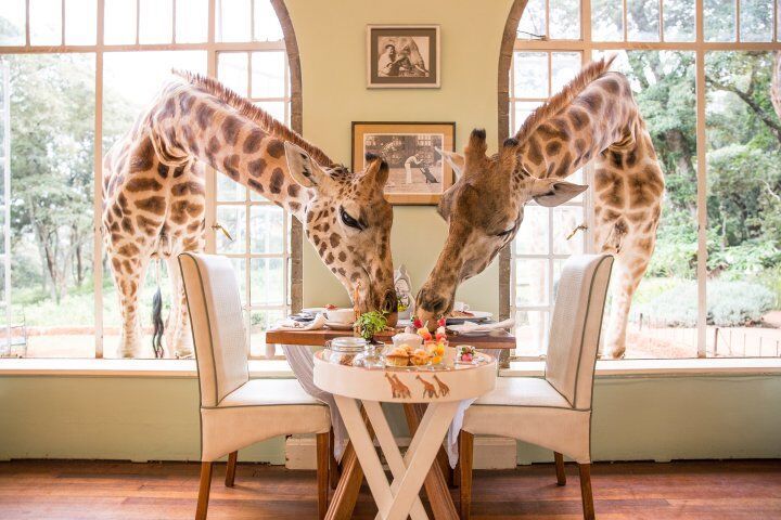 giraffes, dinner table