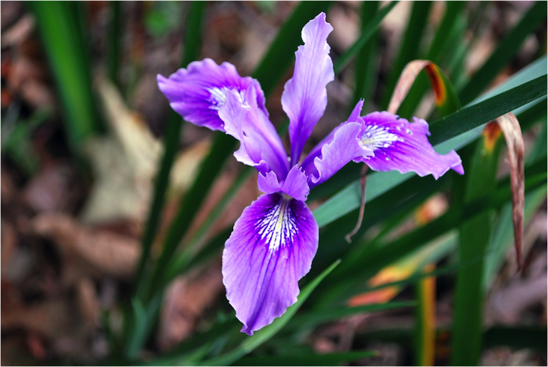 Pacific Coast Iris, flower