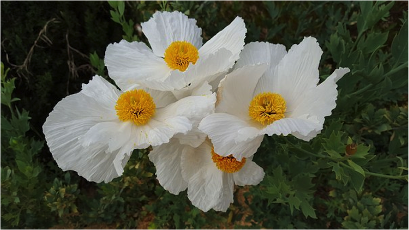 Matilija Poppy, flower
